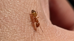 Camponotus snellingi