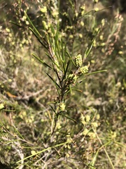 Melaleuca uncinata