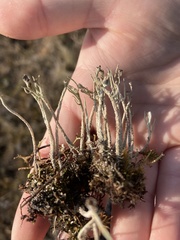 Cladonia scabriuscula