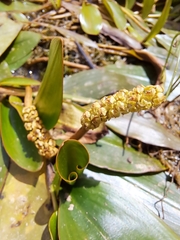 Potamogeton nodosus