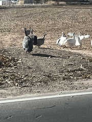 Numida meleagris domesticus