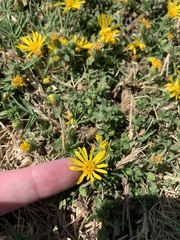 Arctotheca prostrata