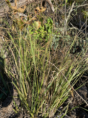 Coleataenia rigidula