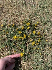 Arctotheca prostrata