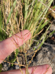 Coleataenia rigidula