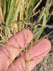 Coleataenia rigidula