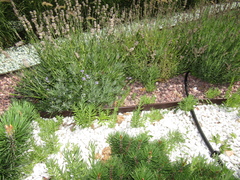 Lavandula angustifolia