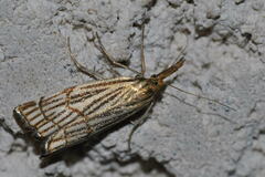 Chrysocramboides craterella