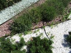 Lavandula angustifolia