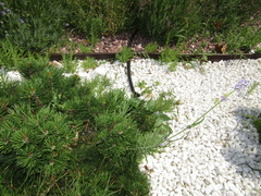 Lavandula angustifolia