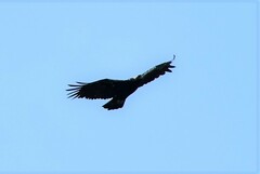 Aquila adalberti