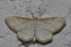 Idaea macilentaria