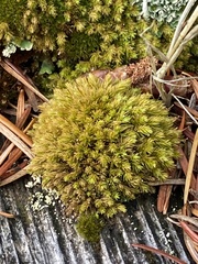 Aulacomnium androgynum