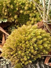 Aulacomnium androgynum