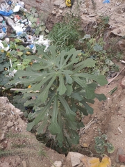 Ficus carica