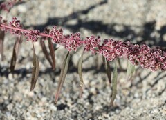 Amaranthus fimbriatus
