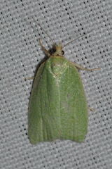 Tortrix viridana