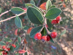 Cotoneaster pannosus
