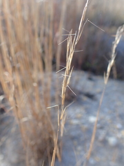 Aristida curtissii