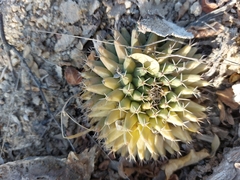 Mammillaria peninsularis