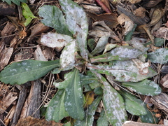 Golovinomyces cichoracearum