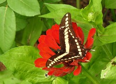 Heraclides thoas brasiliensis