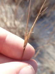 Aristida curtissii