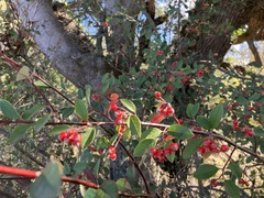 Cotoneaster pannosus