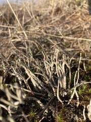 Cladonia scabriuscula
