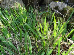 Tulipa sylvestris
