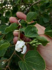 Bauhinia lunarioides