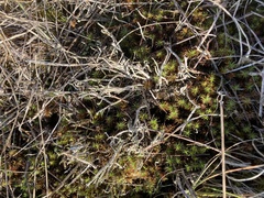 Cladonia scabriuscula