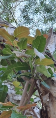 Ficus virens