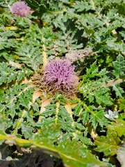 Platycarpha glomerata
