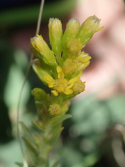 Solidago capulinensis