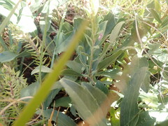 Solidago capulinensis