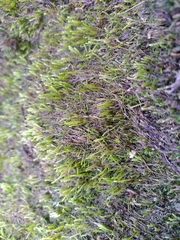 Hygroamblystegium fluviatile