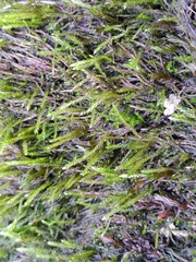 Hygroamblystegium fluviatile