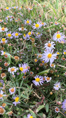 Symphyotrichum divaricatum