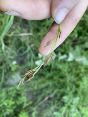 Rhynchospora inexpansa