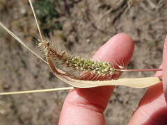 Setaria viridis viridis