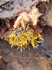 Sphaerostilbella aurifila