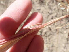 Setaria viridis viridis