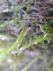 Hygroamblystegium fluviatile