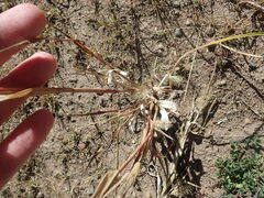 Setaria viridis viridis