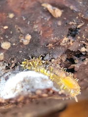 Sphaerostilbella aurifila