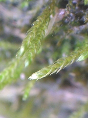 Hygroamblystegium fluviatile
