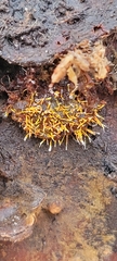 Sphaerostilbella aurifila