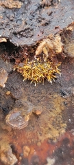Sphaerostilbella aurifila