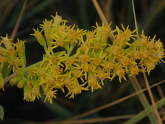 Solidago capulinensis